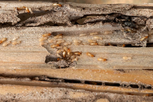 Best Pest Inspection Near Me  in Vandercook Lake, MI